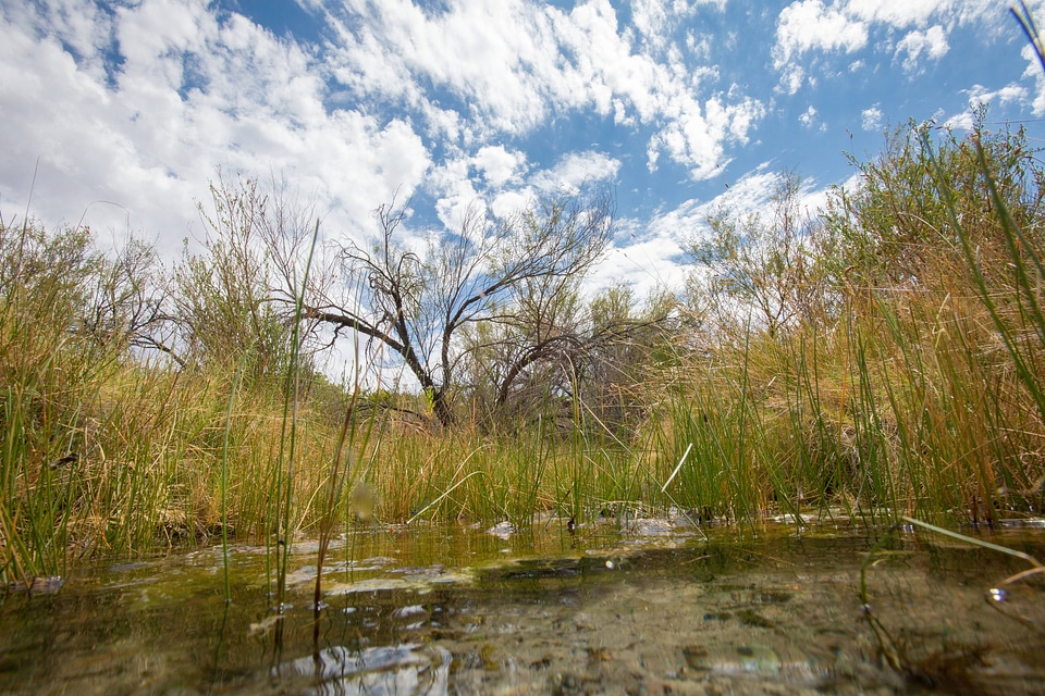 North Scruggs stream at Ash Meadows NWR-1