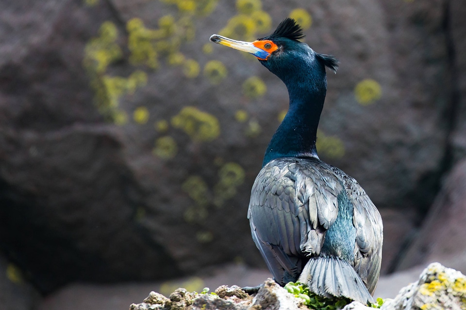 Red-faced cormorant-2
