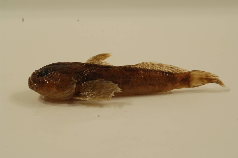 Cottus bairdii-3