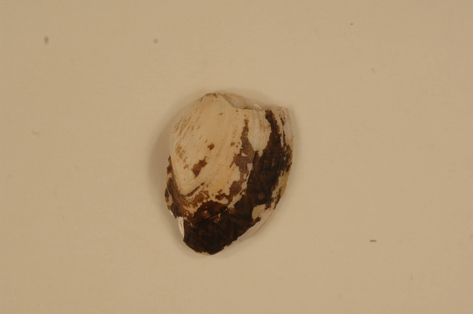 Truncilla donaciformis (outside)