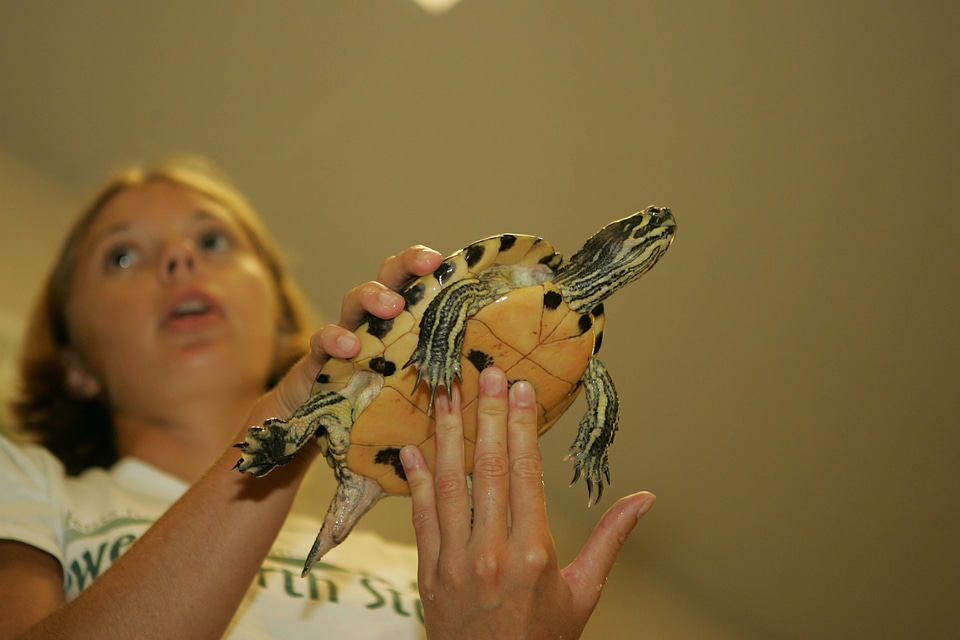 Girl handles a turtle