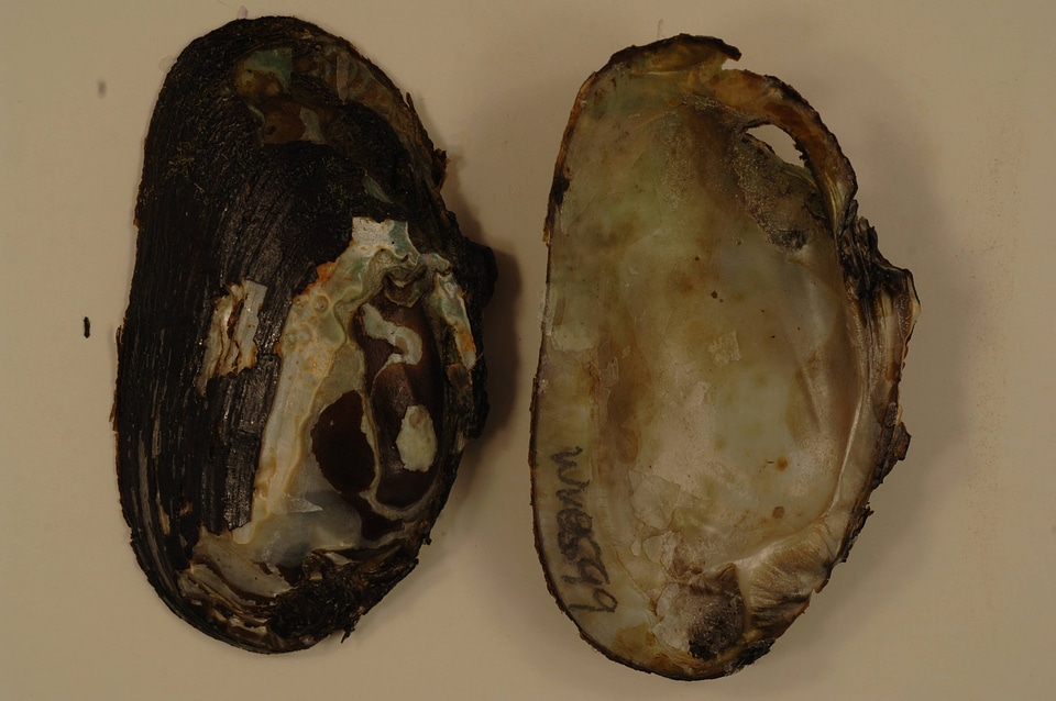 Elliptio complanata-2