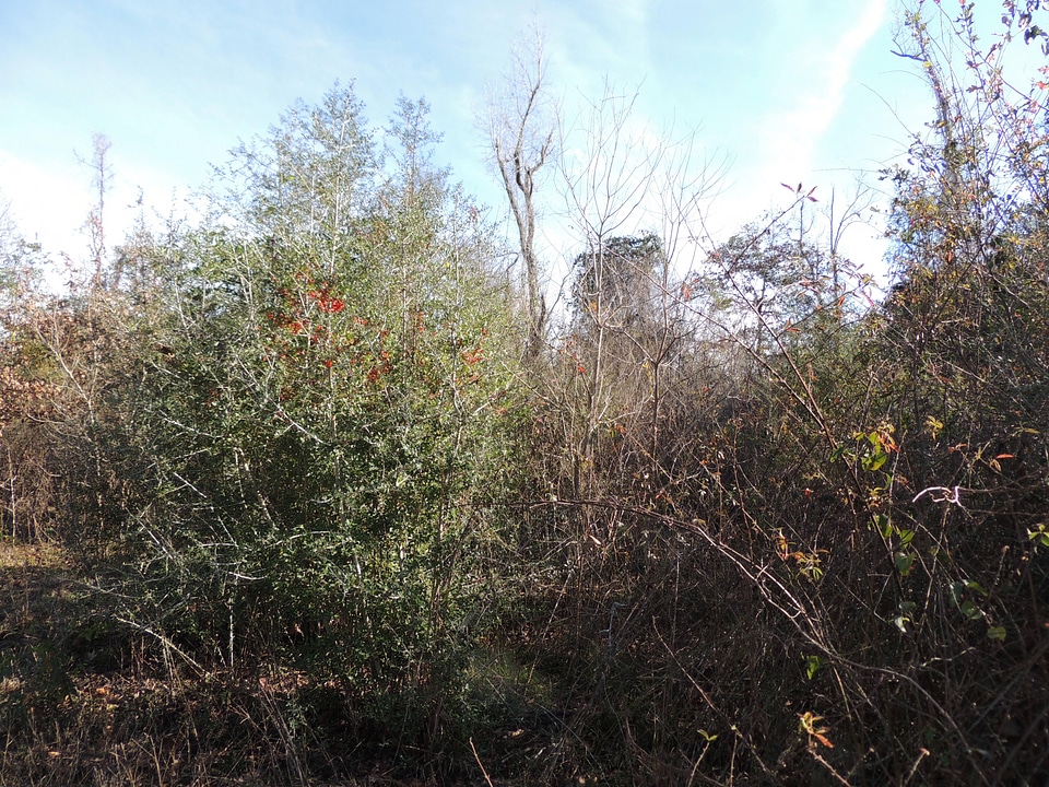 Ann Rogers Tract 79, Trinity River National Wildlife Refuge