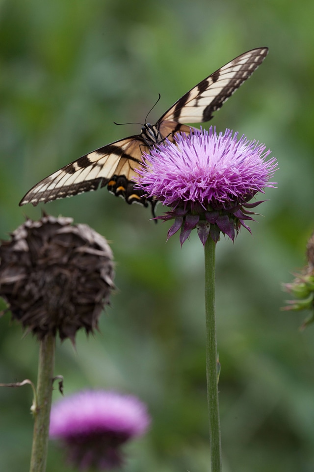 Eastern Tiger Swallowtail-2