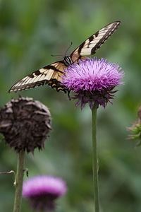 Eastern Tiger Swallowtail-2 photo