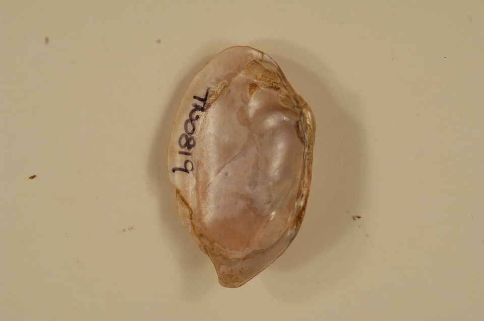 Villosa trabalis (inside)-1