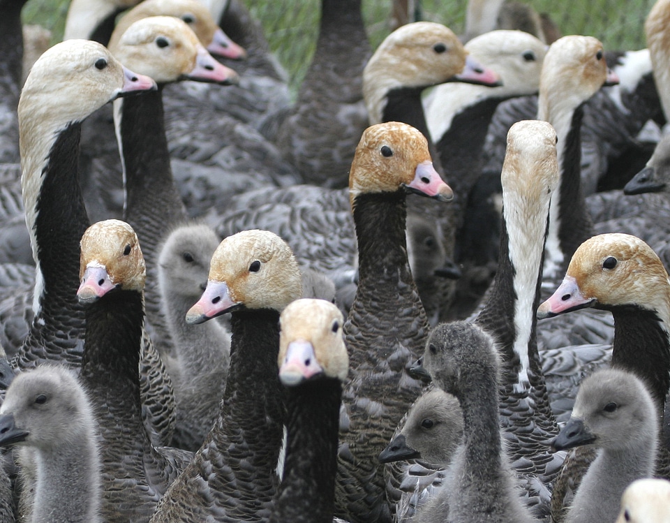 Emperor Goose Round-up