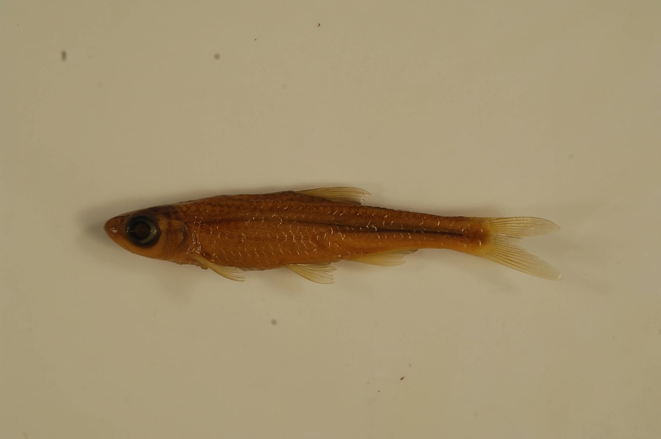Notropis telescopus-2