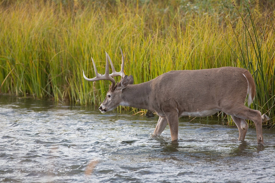White-tailed buck in Mission Creek-2