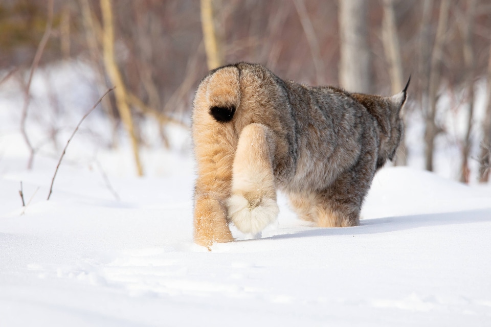 Female Canada lynx