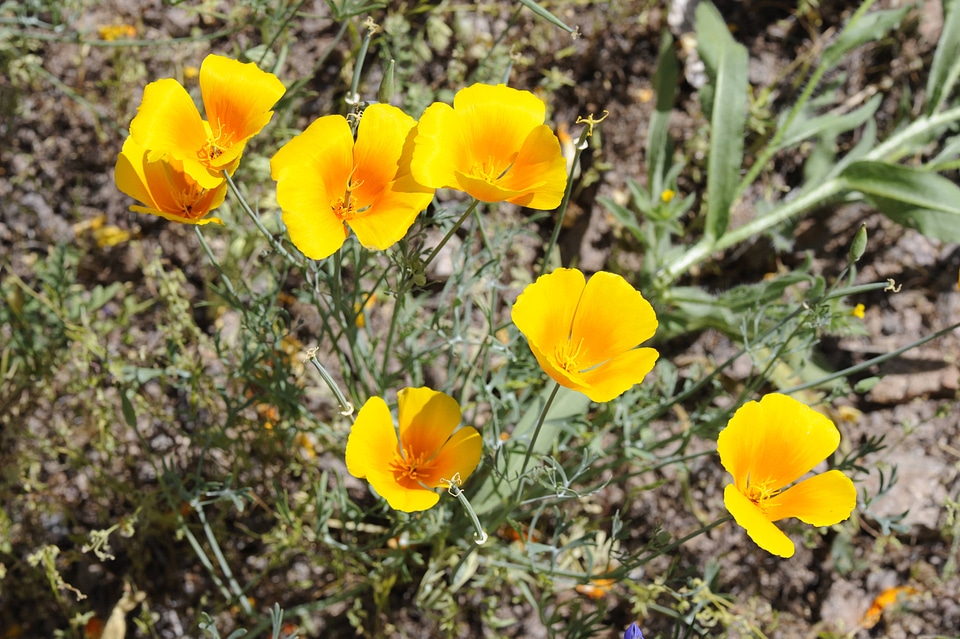 Mexican gold poppy
