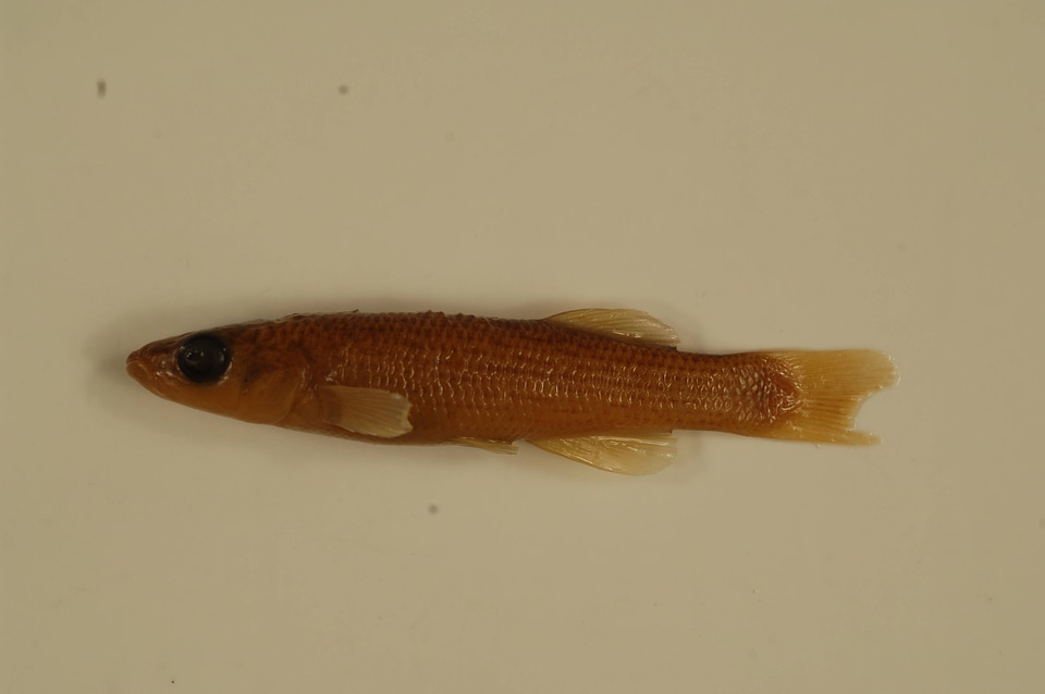 Fundulus catenatus