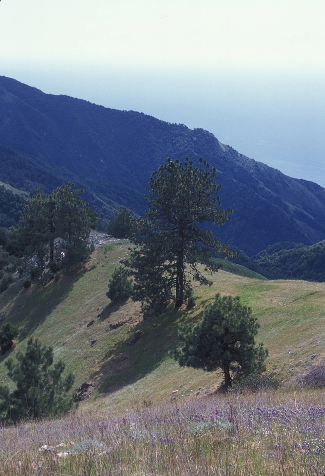 Condor habitat in mountainous Ventana Wilderness Area