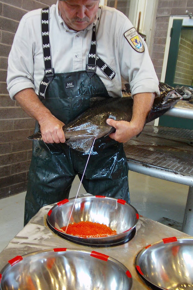 Male Chinook being milked
