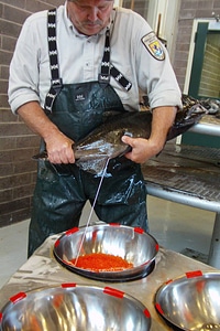 Male Chinook being milked