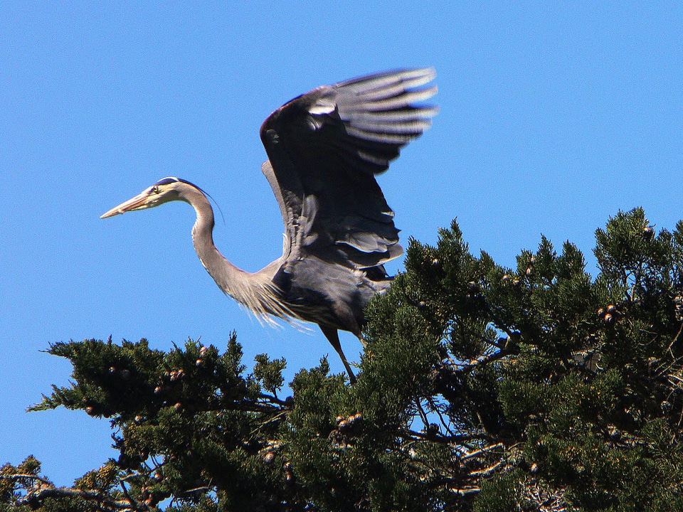 Great Blue Heron-2