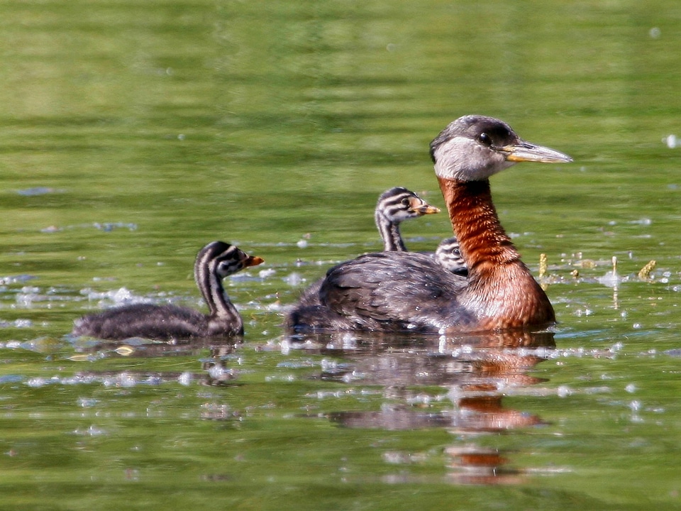 Red-necked Grebe with Young photo
