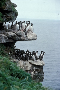 Murres on Sea Cliffs, Priibilof Islands