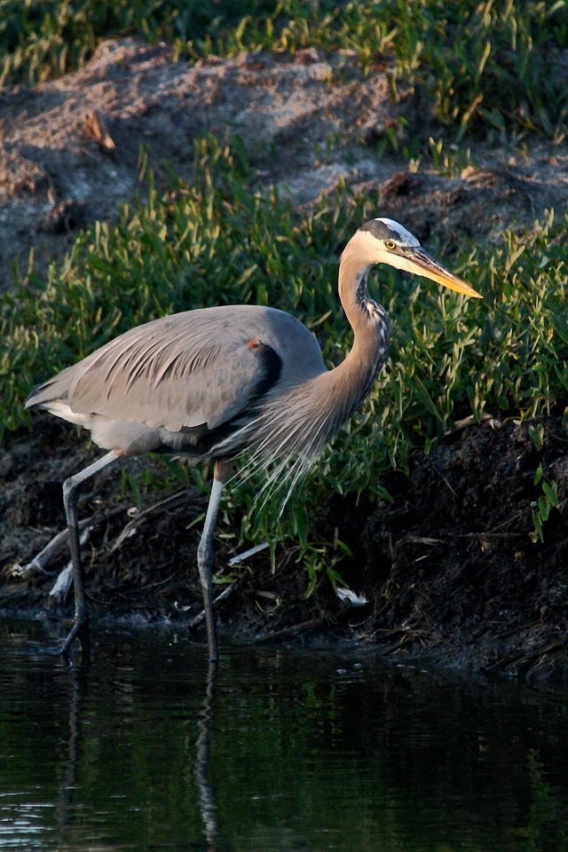 Great Blue Heron-2