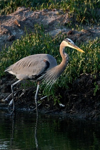 Great Blue Heron-2 photo