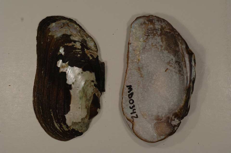 Elliptio complanata-1