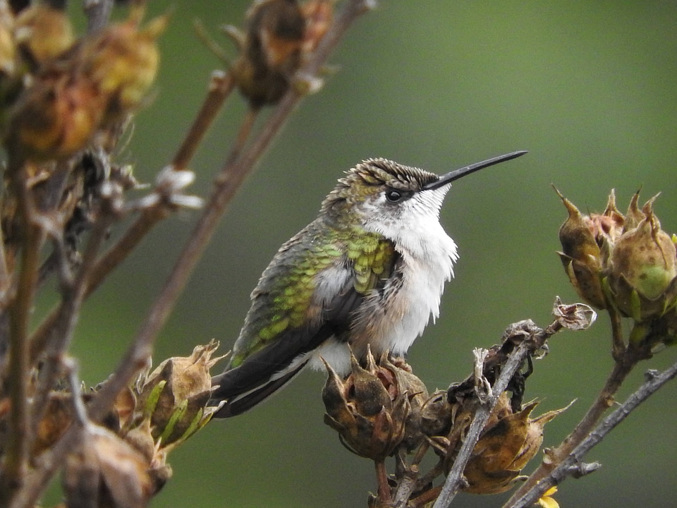 Ruby-throated Hummingbird-2