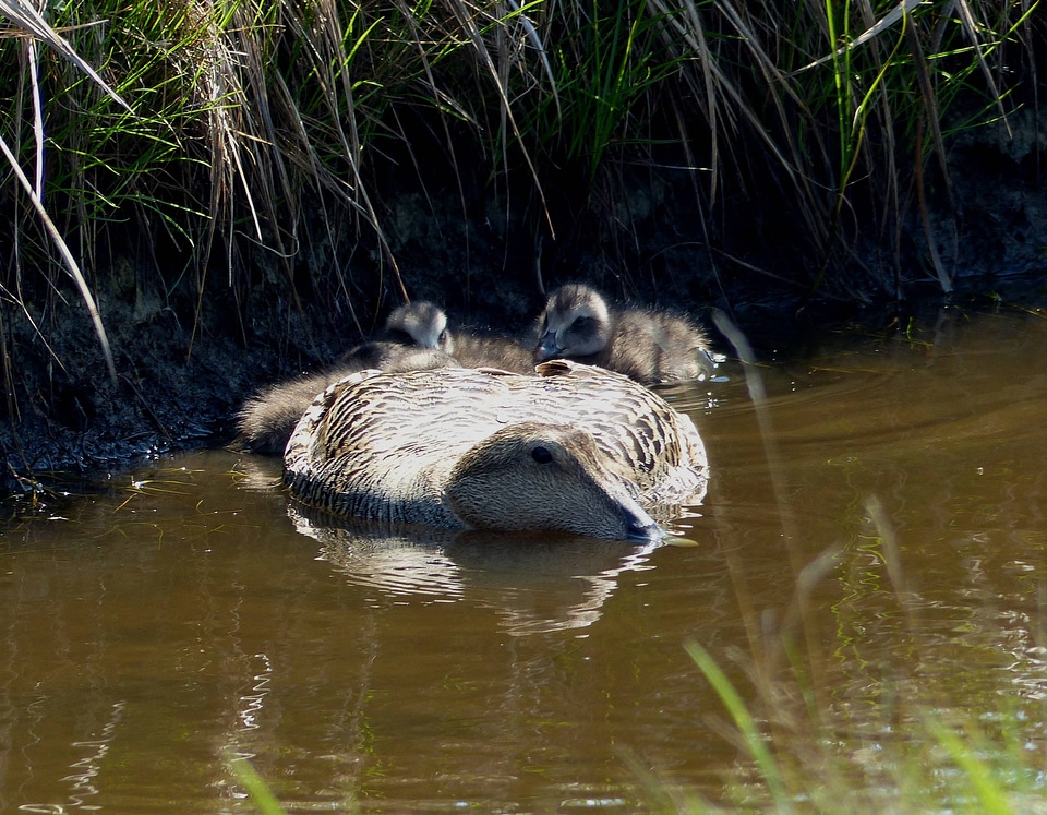 Common Eider brood-1