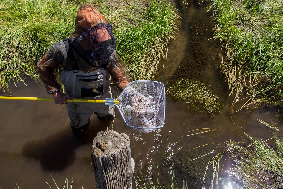 Employee nets fish in canal