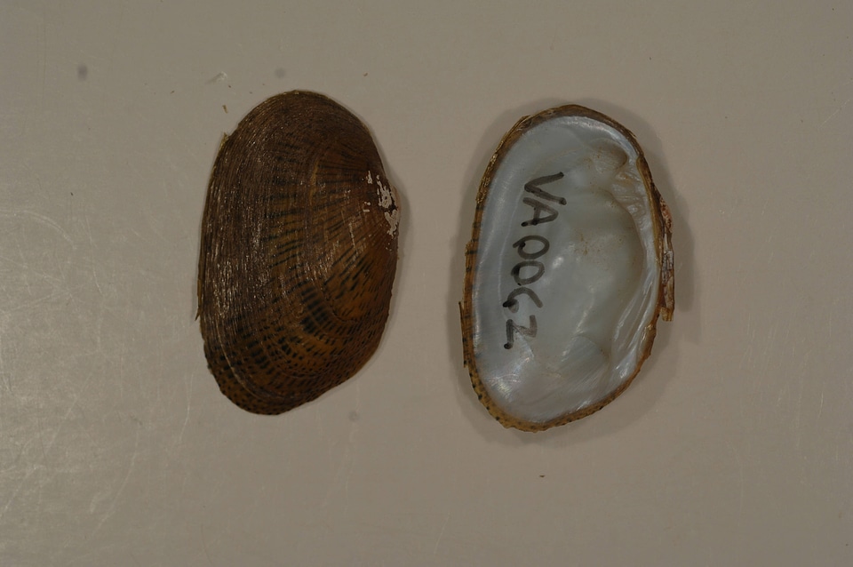 Epioblasma brevidens-2