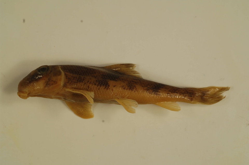 Hypentelium nigricans-7