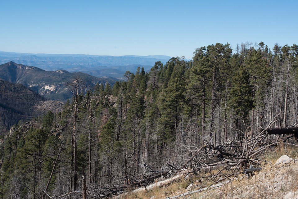 Gila National Forest in New Mexico-3