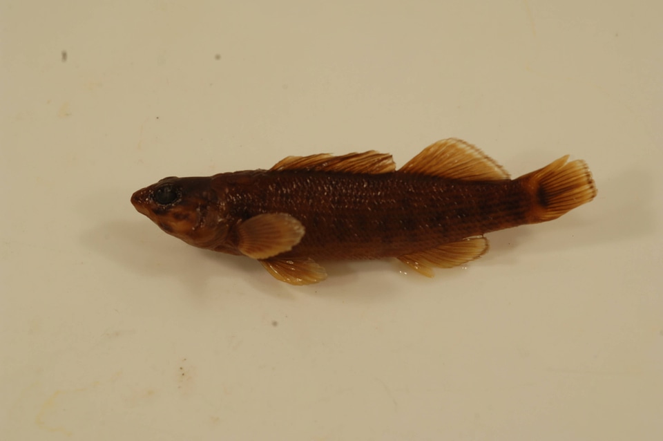 Etheostoma rufilineatum-1