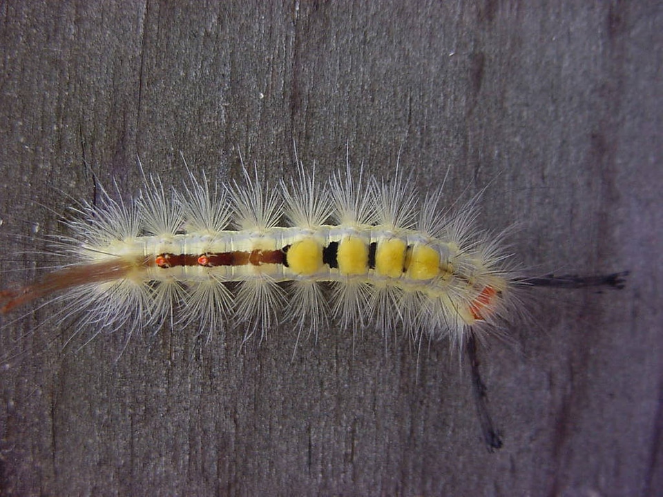 Whitemarked tussock caterpillar