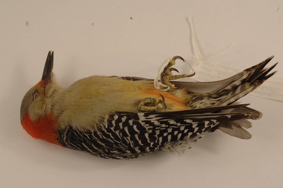 Melanerpes carolinus-2