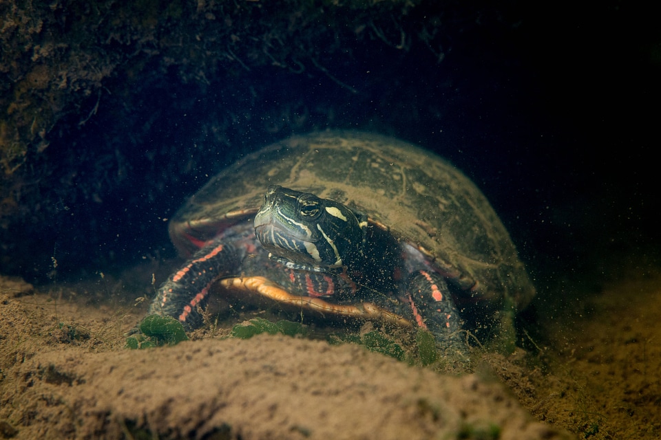 Eastern painted turtle -1