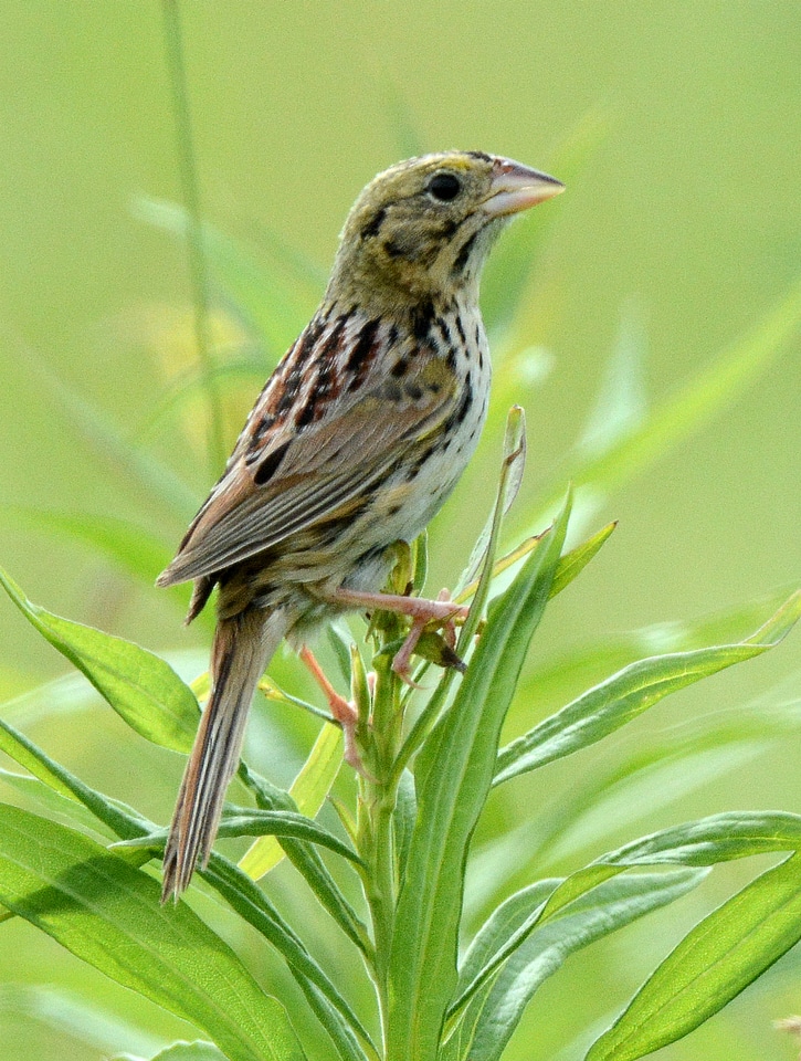 Henslow's Sparrow-2