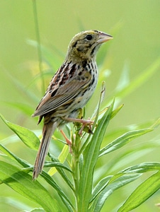 Henslow's Sparrow-2