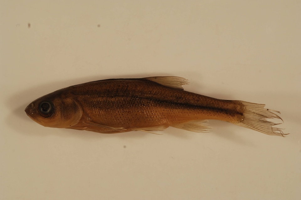 Richardsonius egregius-4