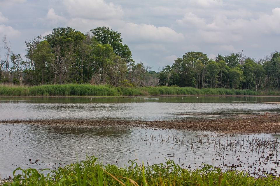 Wetland at Prime Hook NWR
