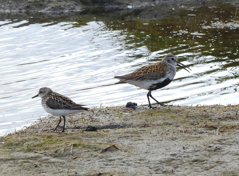 Dunlin and Semipalmated Sandpiper