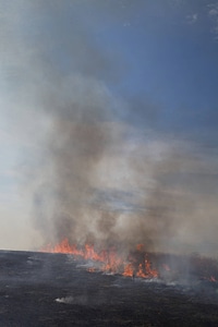 Burning field-2