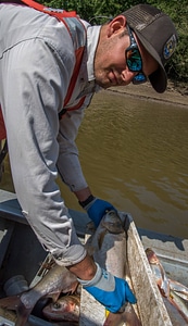 U.S. Fish and Wildlife Service worker measures invasive Silver carp