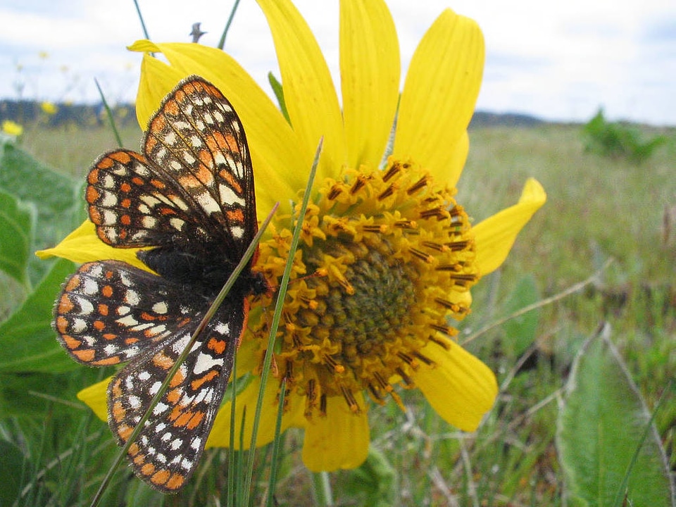 Taylor's Checkerspot butterfly