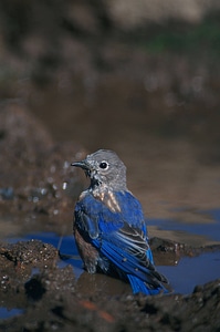 Western bluebird photo
