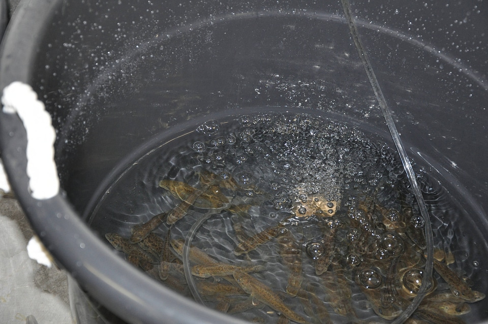 Infestation bath for fish-5