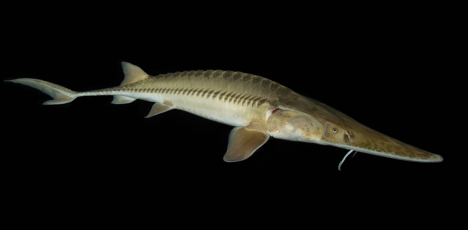 Pallid sturgeon-1