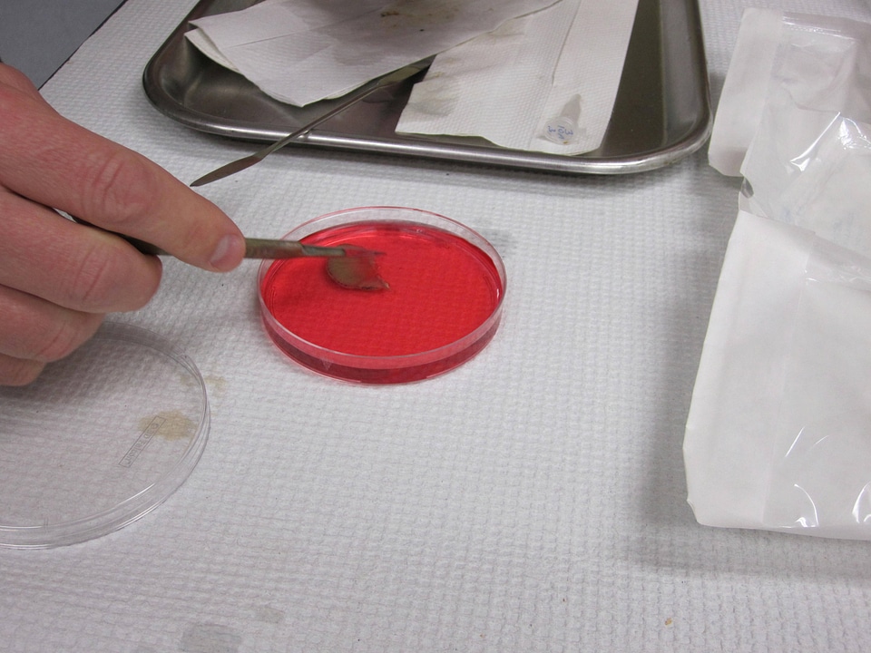 Excised gills being placed in the culture media