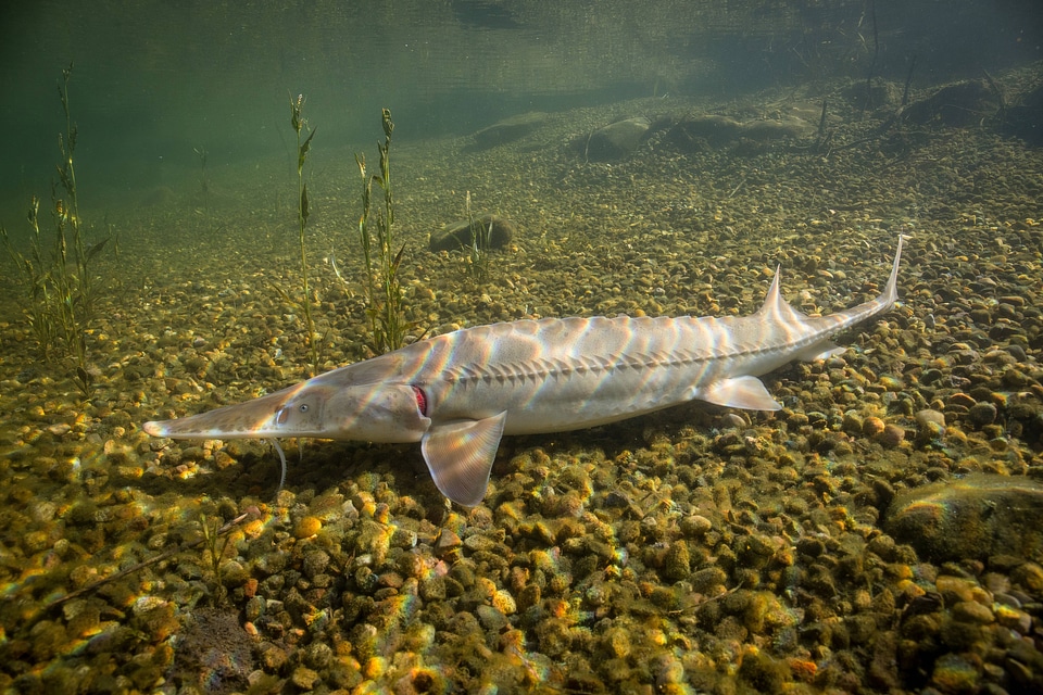 Pallid Sturgeon-1