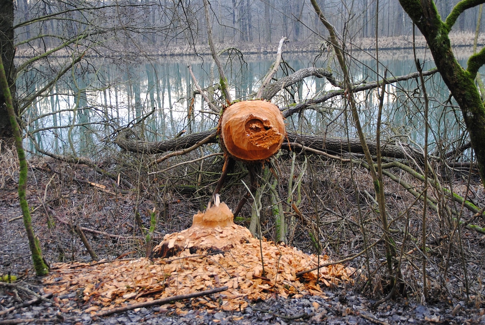 Beaver tree beaver eating inn