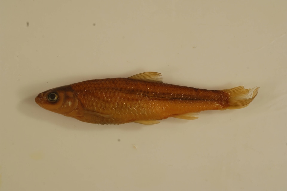 Hybognathus nuchalis-1